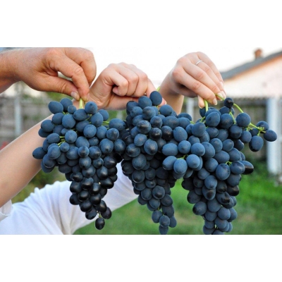 Winorośl Vitis RONDO -  winogron o malinowym smaku